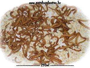 Tenebrio molitor crvi