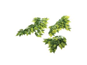 Komodo Banyan Leaf Plant