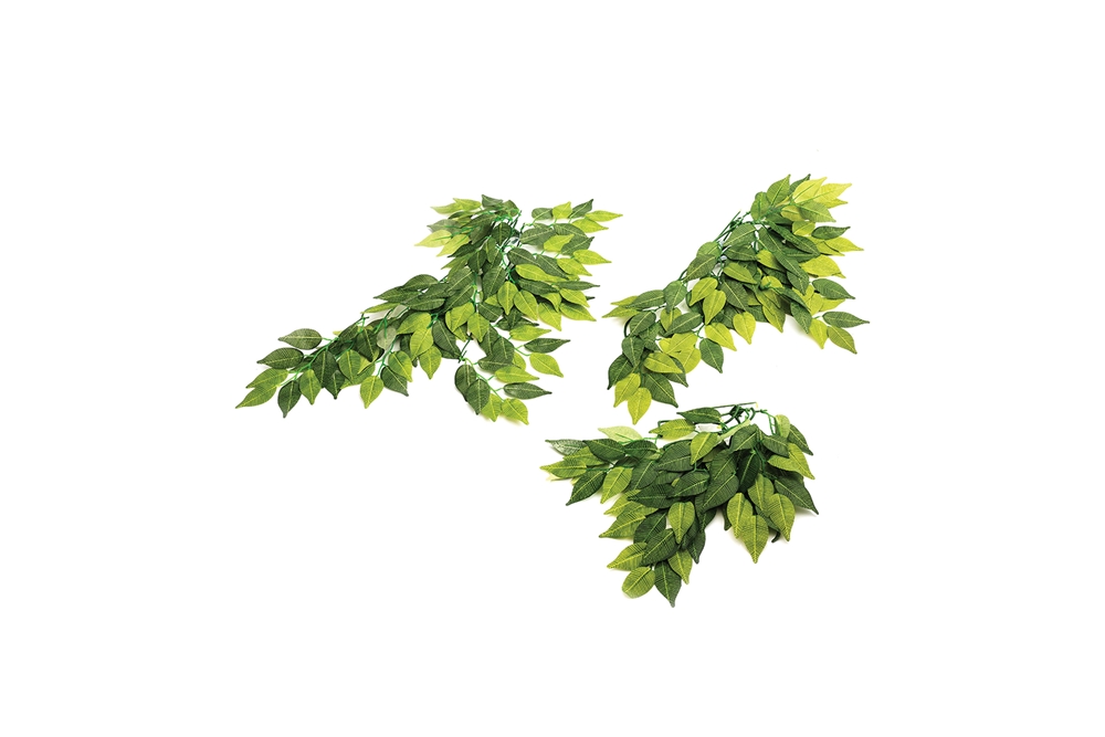 Komodo Banyan Leaf Plant