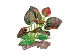 Komodo Red Pathos Canopy