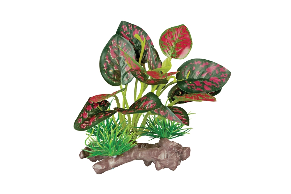 Komodo Red Pathos Canopy