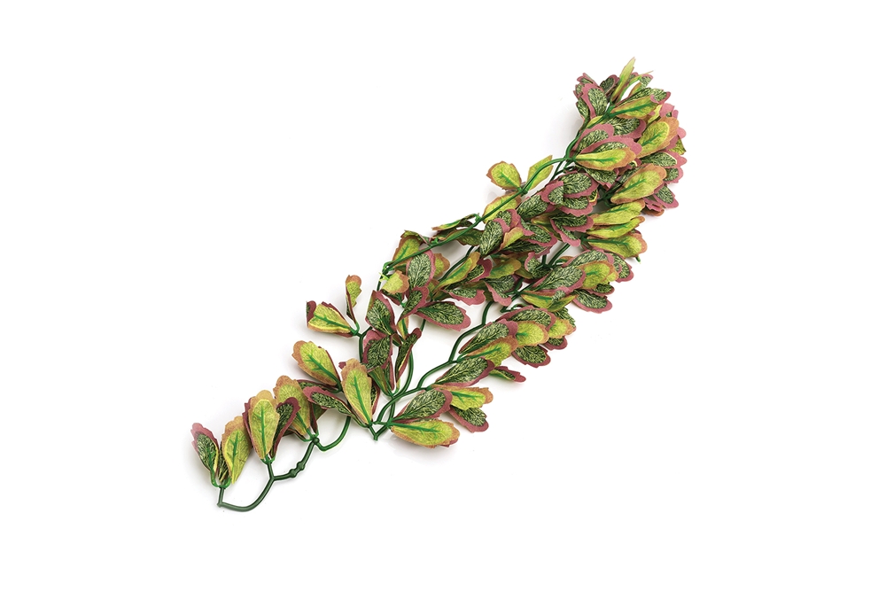Komodo Thyme-Moss Leaf Plant